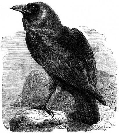 The_Raven